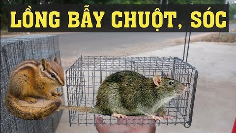 LỒNG BẪY CHUỘT CỐNG, LỒNG BẪY SÓC, SHIP TOÀN QUỐC 0778.282.282