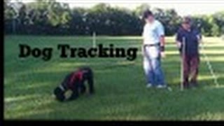 Dog Training | Standard Poodle Intro to Dog Tracking by Standard Poodle Owner 1,520 views 8 years ago 4 minutes, 7 seconds