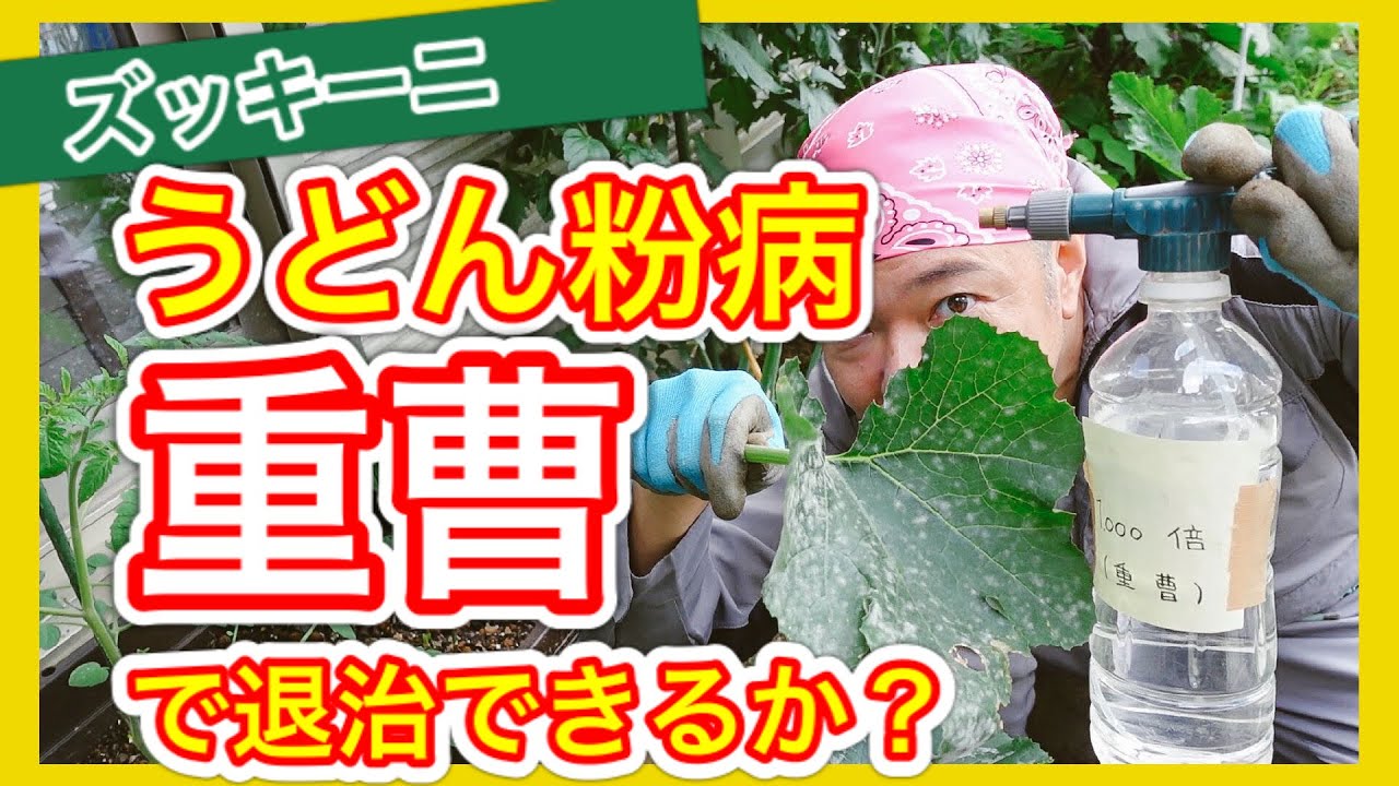 ズッキーニ うどん粉病 重曹で退治できるか 狭い庭で家庭菜園 Youtube