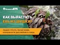 🌲 Как вырастить ель из шишки? Подбор грунта, посев семян, особенности дальнейшего ухода за елью