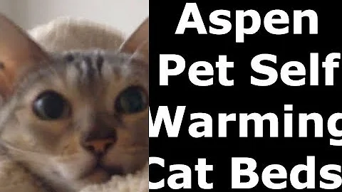 Video 8309611: bengal cat, bengal eating