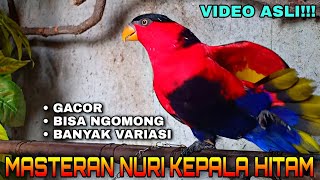 Masteran burung nuri kepala hitam gacor isian paling komplit