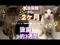 ［緊急保護］#14（再）瀕死だった『イケジ』抜歯からもうすぐ3週間・まるで別猫😺#みぱね#cat#イケジ