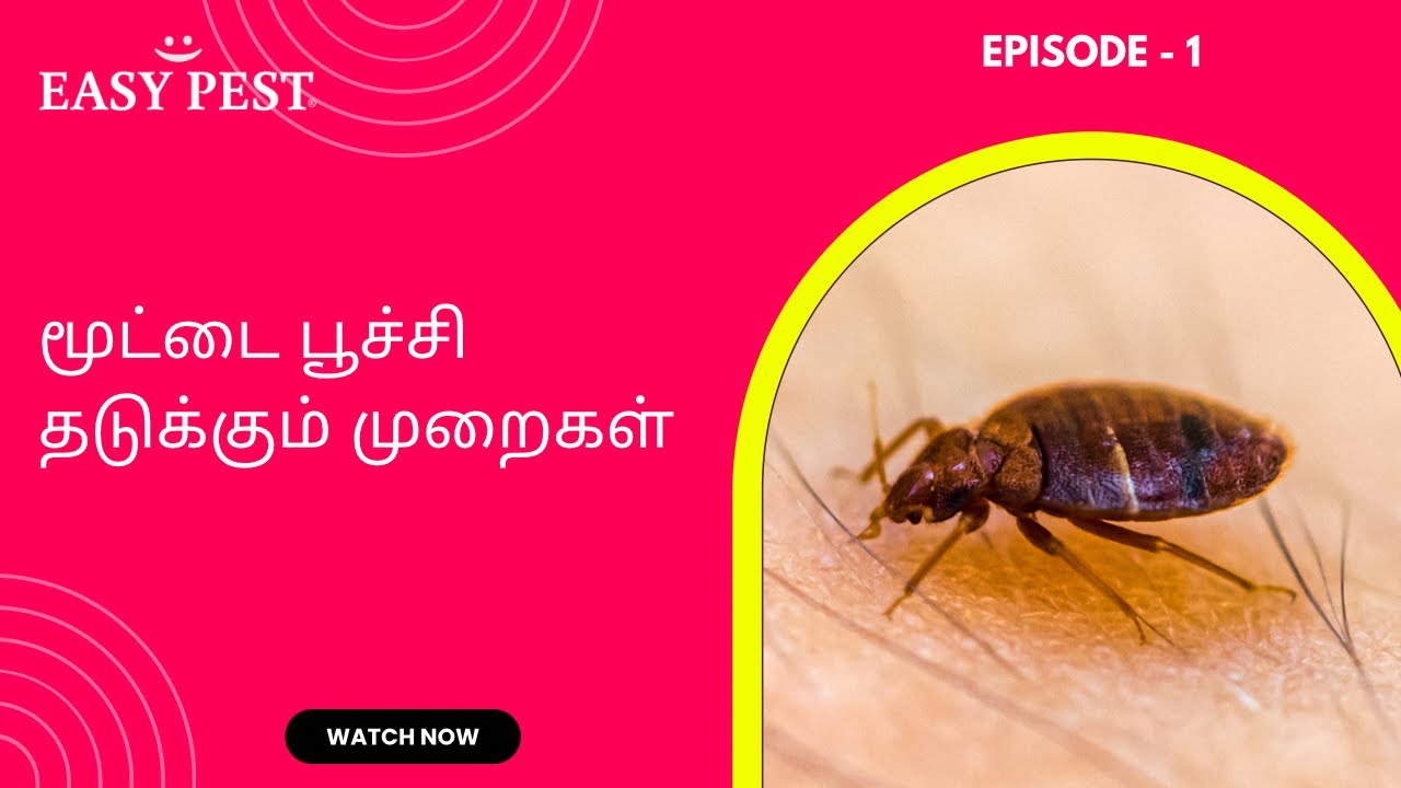 bed-bug-prevention-top-5-tips-in