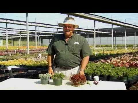 Video: Sedum 'Angelina'-plantenverzorging - Angelina-muurpeper in de tuin laten groeien