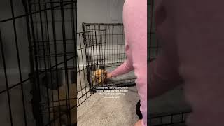 #adopt #fosteringsaveslives #millie #rescue