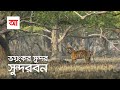            largest mangrove forest sundarbans