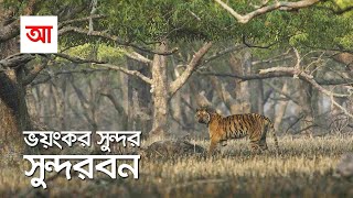 সুন্দর ভয়ংকর সুন্দরবন | সবচেয়ে বড় ম্যানগ্রোভ বন | আদ্যোপান্ত | Largest Mangrove Forest Sundarbans