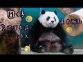 圓仔坐在小門邊等放食，一臉奶熊模樣超可愛|熊貓貓熊The Giant Panda Yuan Yuan and Yuan Bao|台北市立動物園