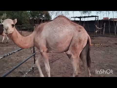 من أحسن الأماكن بمدينة سطات متنفس رائع ضيعة  