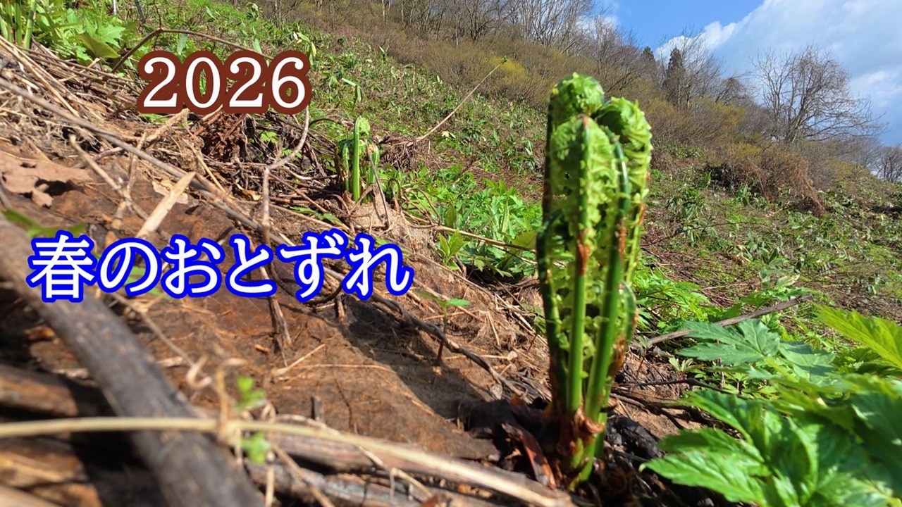 20 山採り　ニシキギ 山採りヤマツツジ 販売