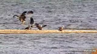 Mississippi River Flyway Cam. Young Eagle steals a meal in air - explore.org 11-23-2021