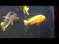 Yellow Lab Cichlid Care Guide (The Best Beginner African Cichlid)