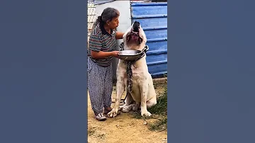 Monster Alabai Central Asian Shepherd Dog Shorts 