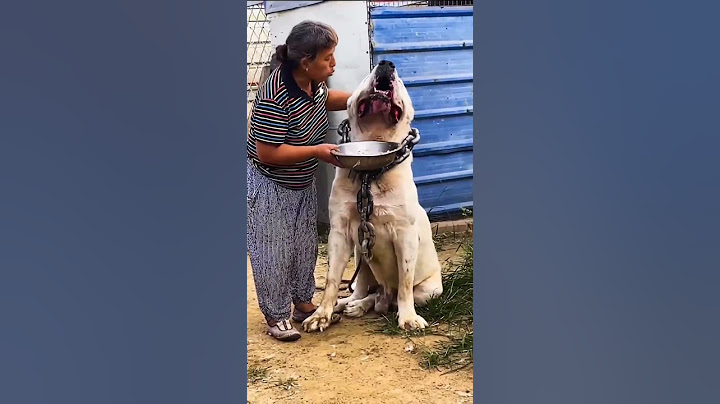 Monster Alabai - Central Asian Shepherd Dog #shorts