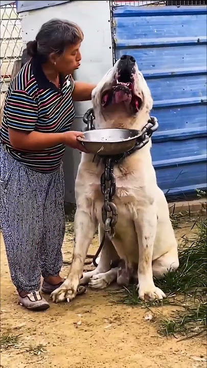 Monster Alabai - Central Asian Shepherd Dog #shorts