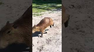 Weekly ReCapy Of Life With A Capybara