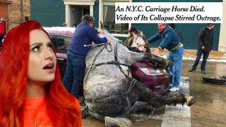 EVERYTHING WRONG WITH CARRIAGE RIDES