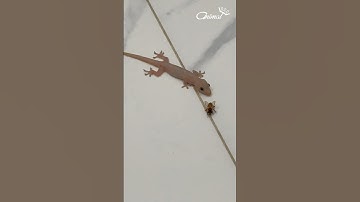 A gluttonous house lizard - house gecko #animals #Lizard #Gecko
