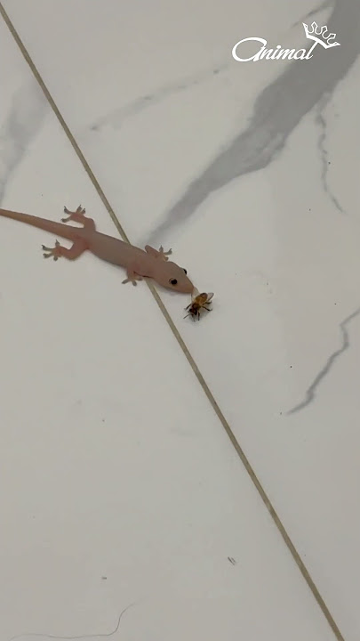 A gluttonous house lizard - house gecko #animals #Lizard #Gecko