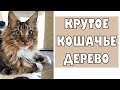 Котята мейн куны - 18. Новое кошачье дерево