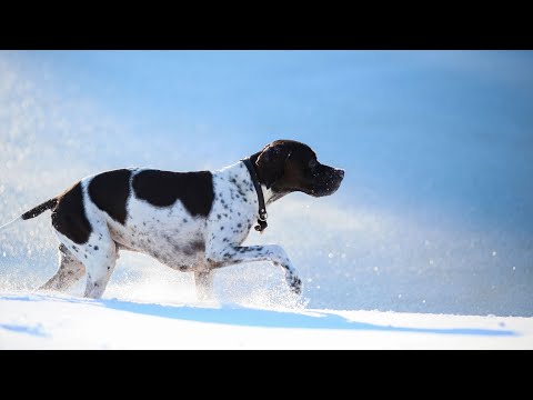 Training Pointers for Canine Carting and Pulling