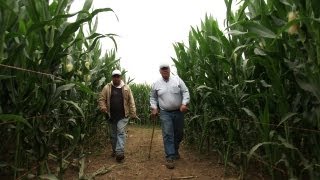 Corn Maze and Pumpkins at Harvest Time