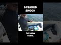 Caught with several speared snook out of season! #fishing #fish #police #outdoors
