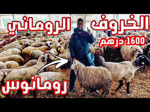 فلم  بياعة ايسكريم و بنات شريرات ! شفا