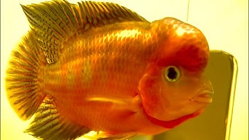 Cá hán khỉ đỏ - Tất tần tật kỹ thuật lột của #GBH