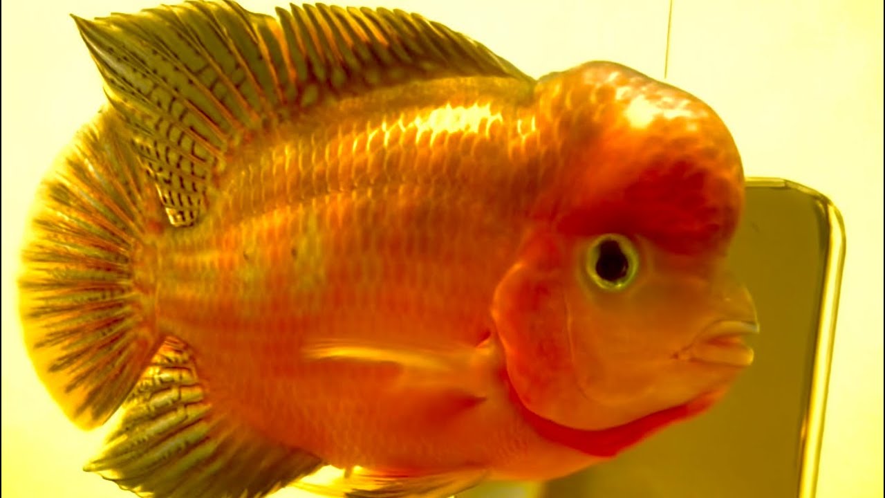 Cá hán khỉ đỏ - Tất tần tật kỹ thuật lột của #GBH