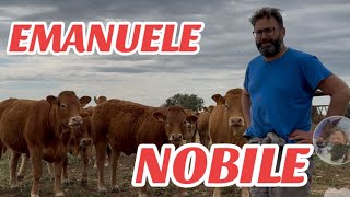 Az.Ag.Emanuele Nobile allevamento LIMOUSINE c/da Gatto Corvino (RG)