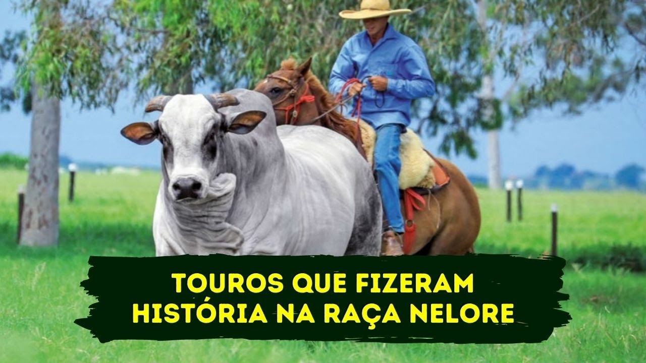 TOUROS QUE FIZERAM HISTÓRIA NA RAÇA NELORE!!