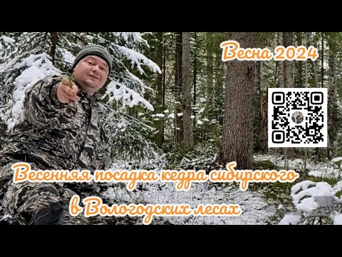 Видео: Весенняя посадка кедра 🌲 сибирского в лесах Вологодчины от семьи Мачневых. 2️⃣0️⃣2️⃣4️⃣