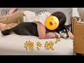 お姉ちゃんのために抱き枕になってあげる柴犬が可愛すぎる【黒柴】（№104）