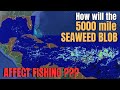 How will the 5000 mile SEAWEED BLOB affect fishing