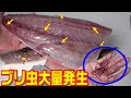 寄生虫だらけ！ブリに元気な虫が大量発生！でも食べれます（グロ回覧注意）