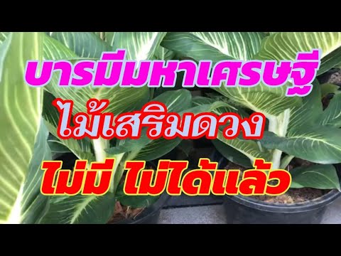 ต้น บารมี เศรษฐี  2022 Update  ต้นบารมีมหาเศรษฐี ไม้มงคล เสริมโชคลาภ ควรมีไว้สะสม ไม่ควรมองข้าม