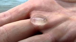 Sea Creature by polakpola 625 views 11 years ago 32 seconds