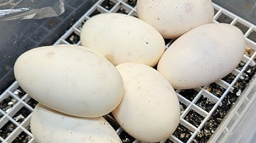 Another Ball Python Clutch! Egg Pulling Video!