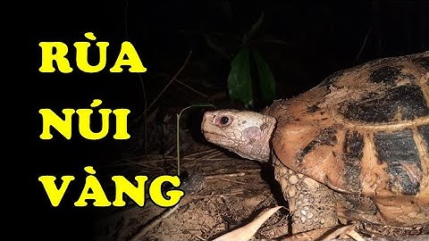 Tìm hiểu về Rùa Núi Vàng | Loài rùa cực quý hiếm | Hoàng Long Family