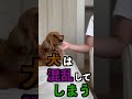 犬につけてはいけない名前4選 #shorts