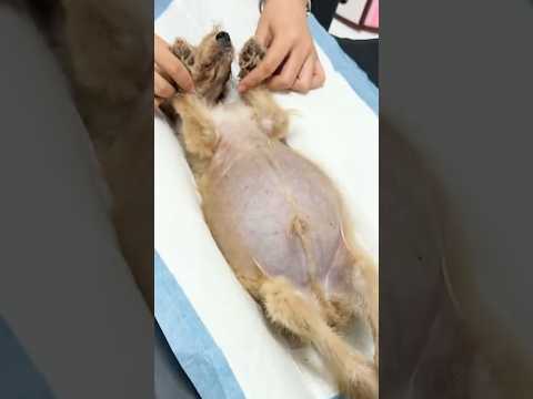 Why Does This Stray Puppy Have A Giant Belly? #goodtoknow #vet #medicine #funfacts #lifehacks #learn