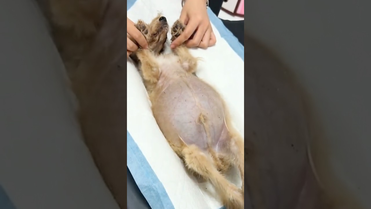 Why Does This Stray Puppy Have A Giant Belly? #goodtoknow #vet #medicine #funfacts #lifehacks #learn