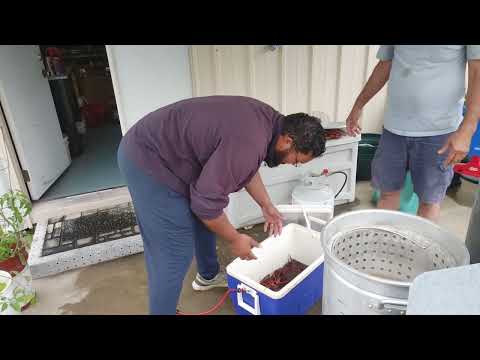 Man Gets Bitten by Crawfish While Trying to Pick Them Up - 1498728