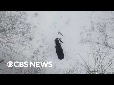 Drone video shows rare moment of moose shedding both antlers.