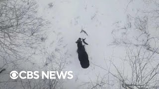 Drone video shows rare moment of moose shedding both antlers