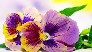 Will You Grow Show: Are You Clairgustant?