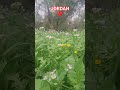 ربيع بلادي غيرررر #اكسبلور  #jordan