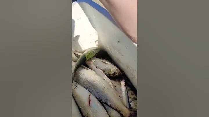 Bait fishing ( I understood the assignment )